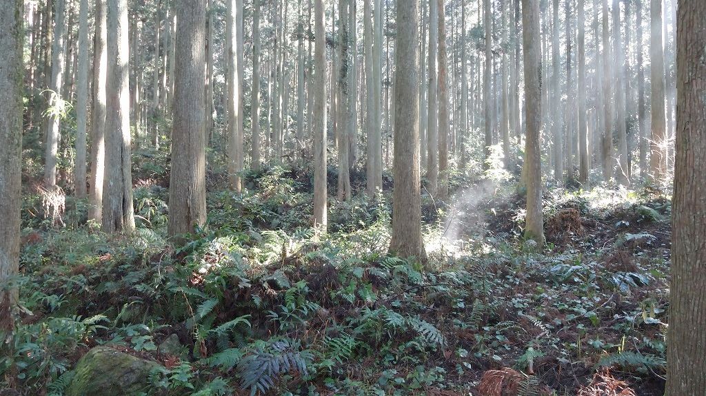 段状になった耕地跡1