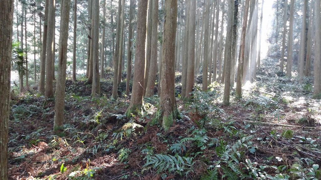 段状になった耕地跡2