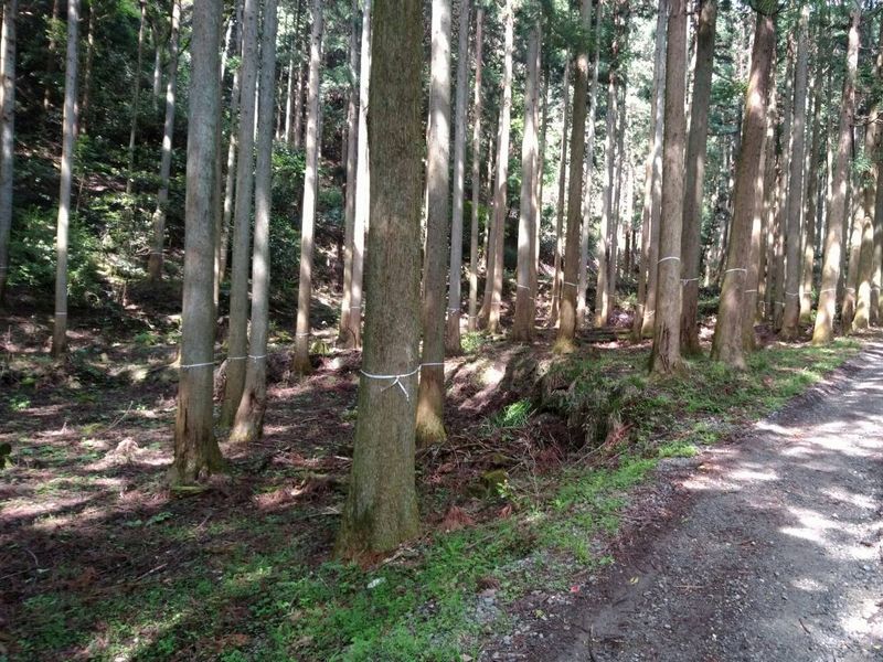 林道沿いの耕地跡
