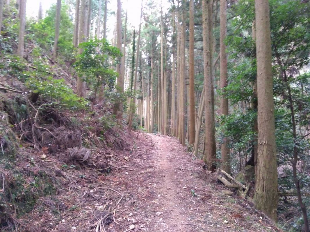 道中