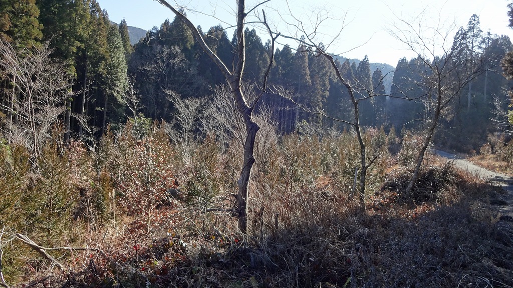 嶽川集落西側の谷　耕地跡