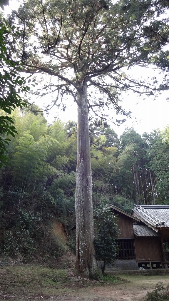 熊野神社 巨木